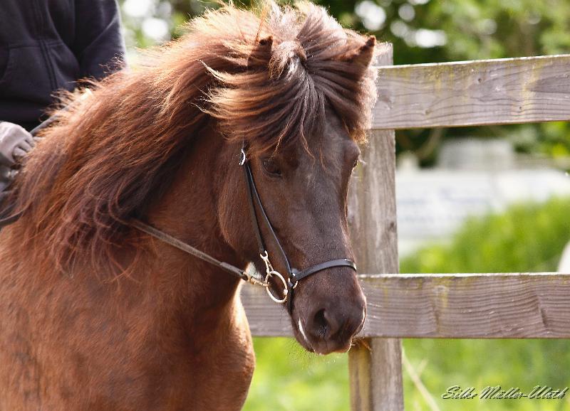 Tyja (13).jpg - Tyja fra Stora-Hofi - wir fangen Mitte Mai mit den Youngstern an zu arbeiten
